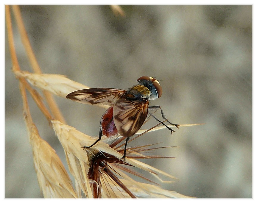 Ectophasia sp M. (Tachinidae)
